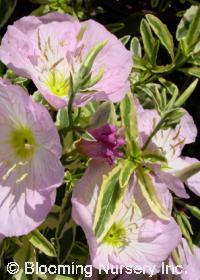 Oenothera berlandieri 'Potter Valley Variegated'